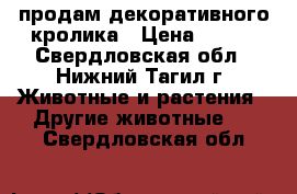продам декоративного кролика › Цена ­ 600 - Свердловская обл., Нижний Тагил г. Животные и растения » Другие животные   . Свердловская обл.